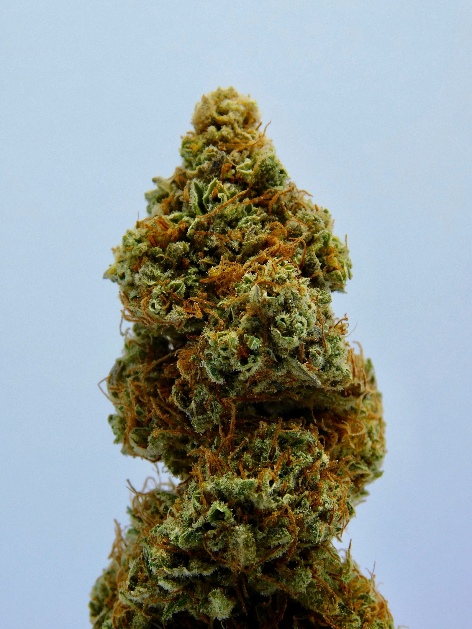 Getrocknete Cannabisblüte in Nahaufnahme – Qualität sichtbar an Trichomen und Struktur
